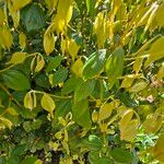 Lindera aggregata Hoja