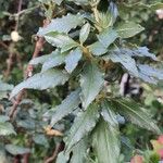 Cistus laurifolius Blad