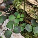 Cardamine trifolia Blad