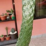 Consolea rubescens Hoja