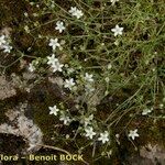 Arenaria hispida Habitatea