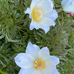 Anemone alpina Blüte