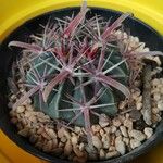 Ferocactus latispinus Лист