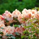 Rhododendron ferrugineum عادت داشتن