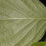 Pittoniotis trichantha 葉
