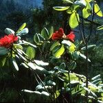 Rhododendron thomsonii Hábito