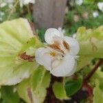 Begonia cucullata Květ