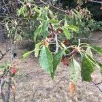 Malus toringoides পাতা