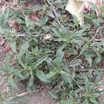 Amaranthus muricatus Leaf