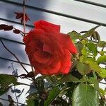 Rosa × odorata Kukka