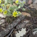 Sedum modestum Flower