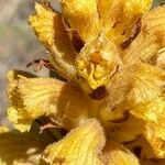 Orobanche rapum-genistae Virág