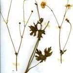 Ranunculus carinthiacus Alkat (teljes növény)