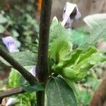 Barleria obtusa Escorça