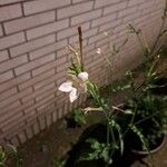 Nicotiana plumbaginifolia Fleur