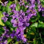 Limonium vulgare Žiedas