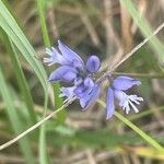 Polygala vulgaris Fleur