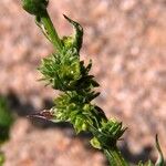 Corispermum pallasii