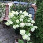 Hydrangea paniculataOther