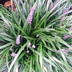 Liriope muscari 花