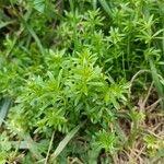 Galium maritimum Leaf