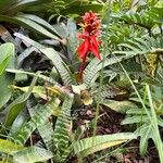 Aechmea chantinii List