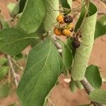Ehretia amoena Hoja