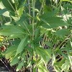 Rudbeckia nitida Flor