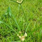 Cyperus luzulae Leaf