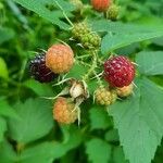 Rubus occidentalisFruit