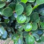 Ficus microcarpa Feuille