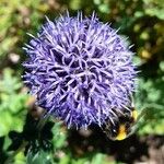 Echinops bannaticus Цветок