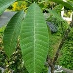 Plumeria alba Hoja