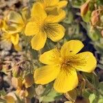 Hypericum cerastoides Blodyn