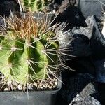 Acanthocalycium spiniflorum Folha