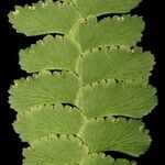 Adiantum diaphanum Outro