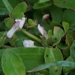 Vandellia diffusa Flower