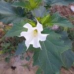 Datura stramonium Flor
