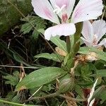 Clarkia amoena Leaf