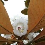 Rhododendron arizelum Flower