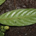 Gaertnera bieleri Leaf