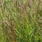 Calamagrostis canescens পাতা