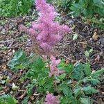 Astilbe japonicaΛουλούδι