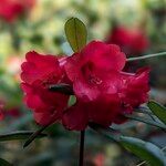 Rhododendron neriiflorum Flor