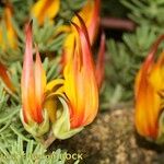 Lotus maculatus Blüte