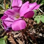 Oxalis drummondii