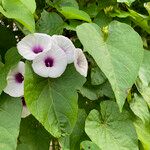 Ipomoea tiliacea 花