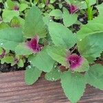 Chenopodium giganteum Blatt