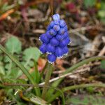 Muscari armeniacum Flower