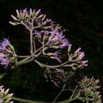 Neomirandea angularis Flor